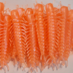 Orange pearl Hellgrammites 2"